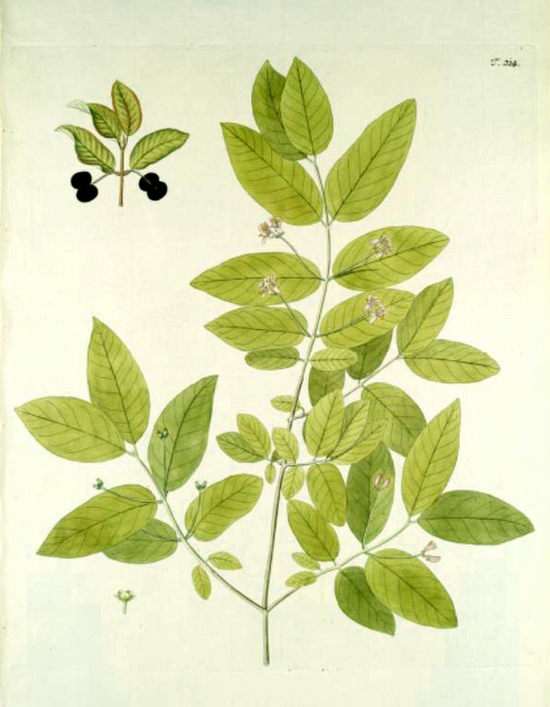 Lonicera nigra