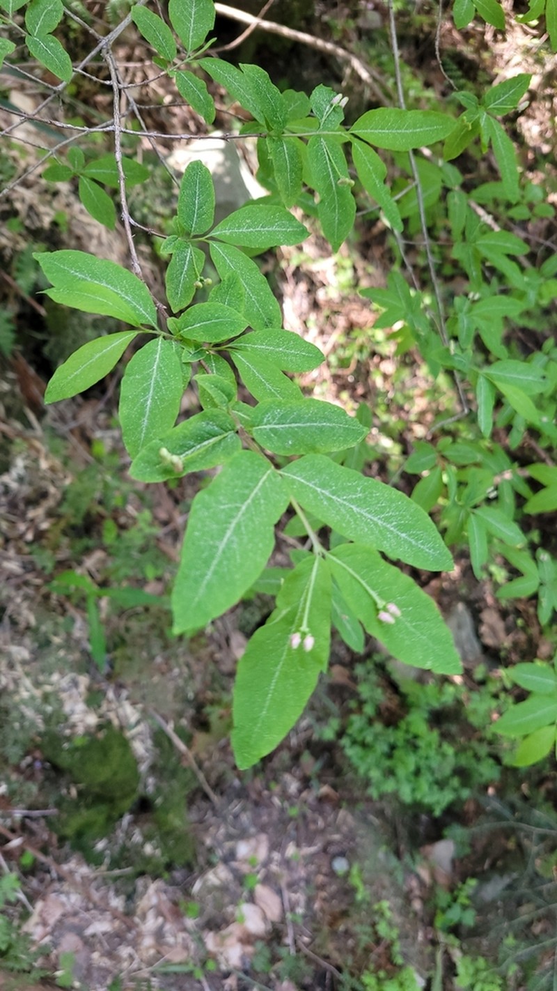 Lonicera nigra photo 2
