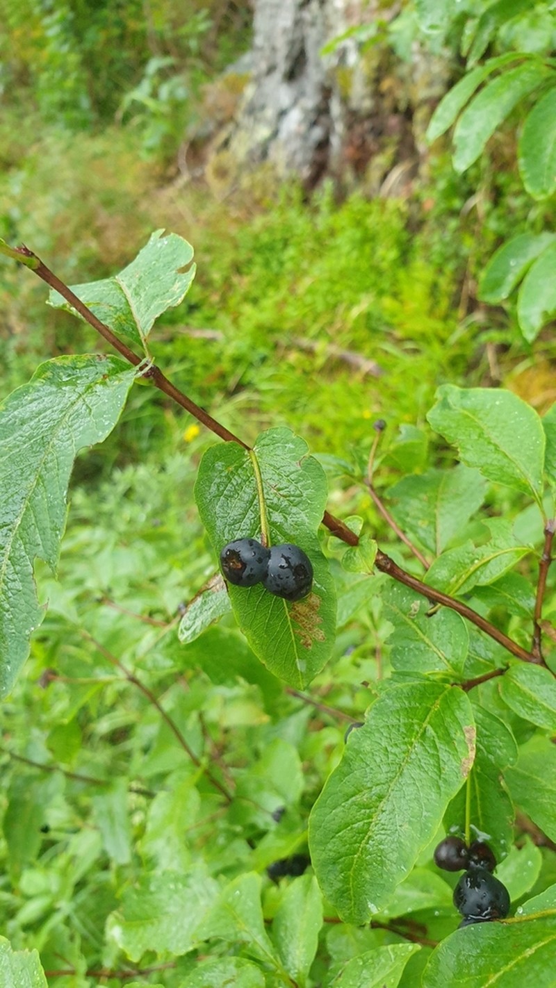 Lonicera nigra photo 3