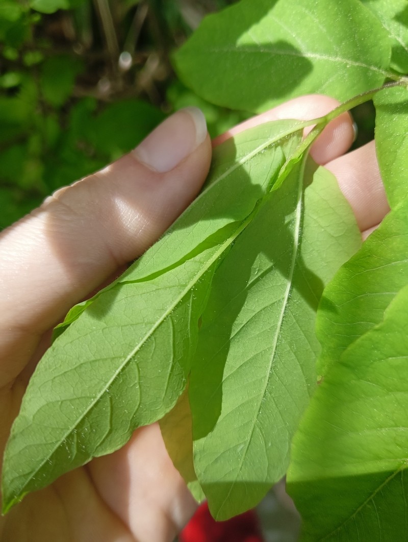 Lonicera nigra photo 4