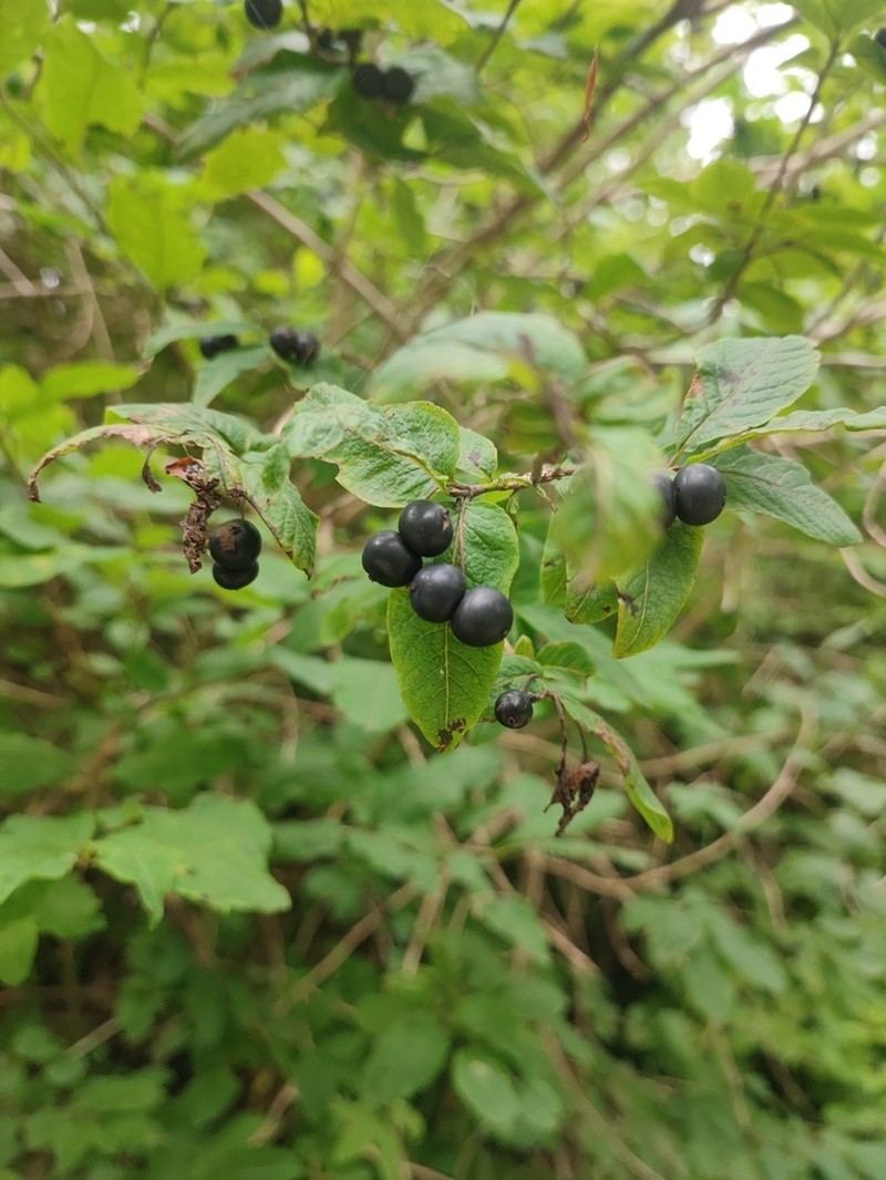 Lonicera nigra photo 5