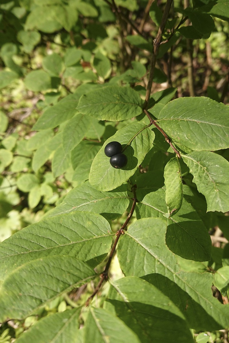 Lonicera nigra photo 6