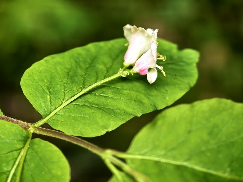 Lonicera nigra photo 7