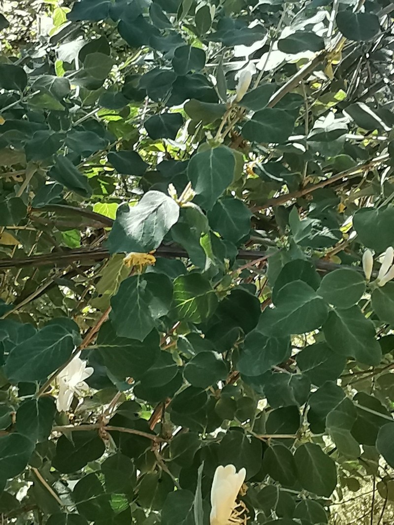 Lonicera nummulariifolia