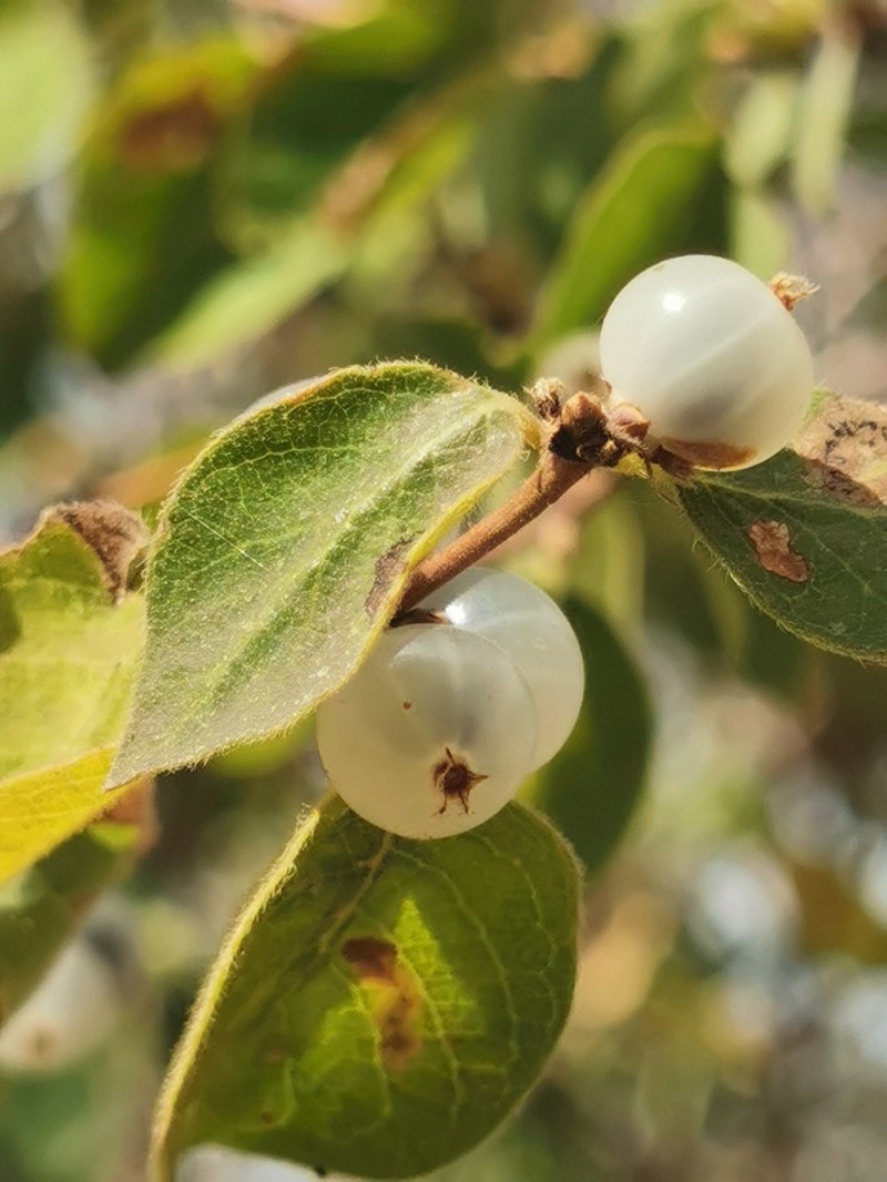 Lonicera nummulariifolia photo 2