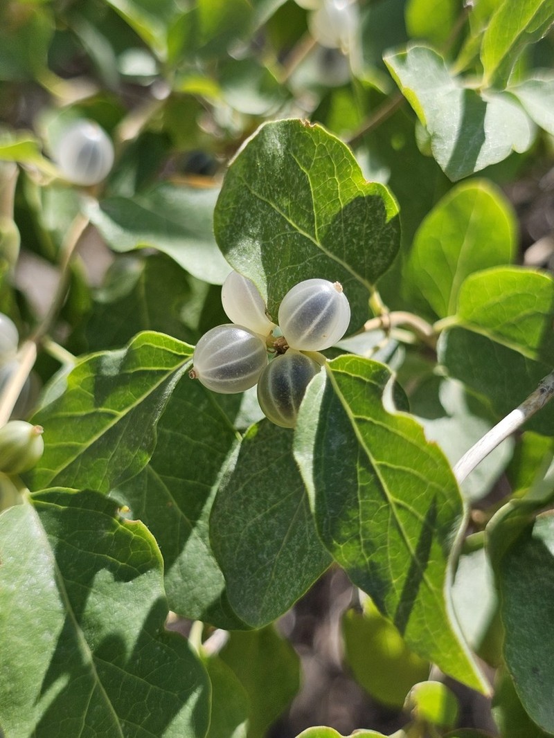 Lonicera nummulariifolia photo 3