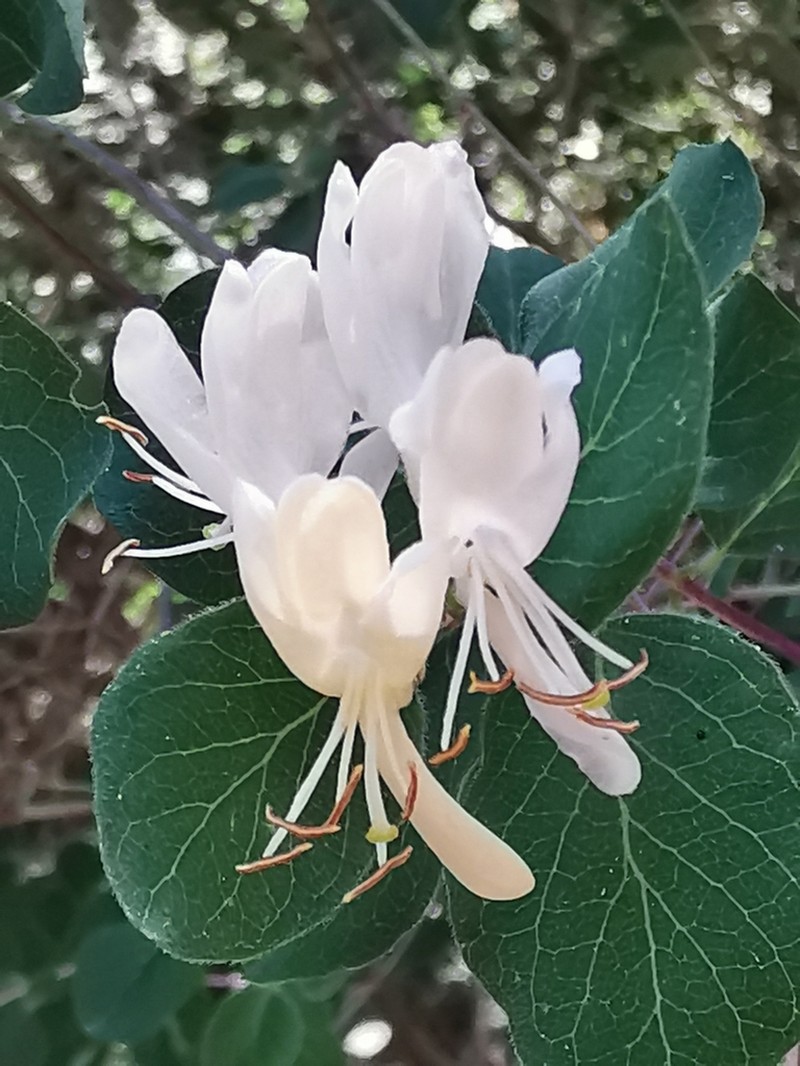 Lonicera nummulariifolia photo 4