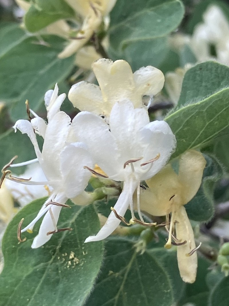 Lonicera nummulariifolia photo 5