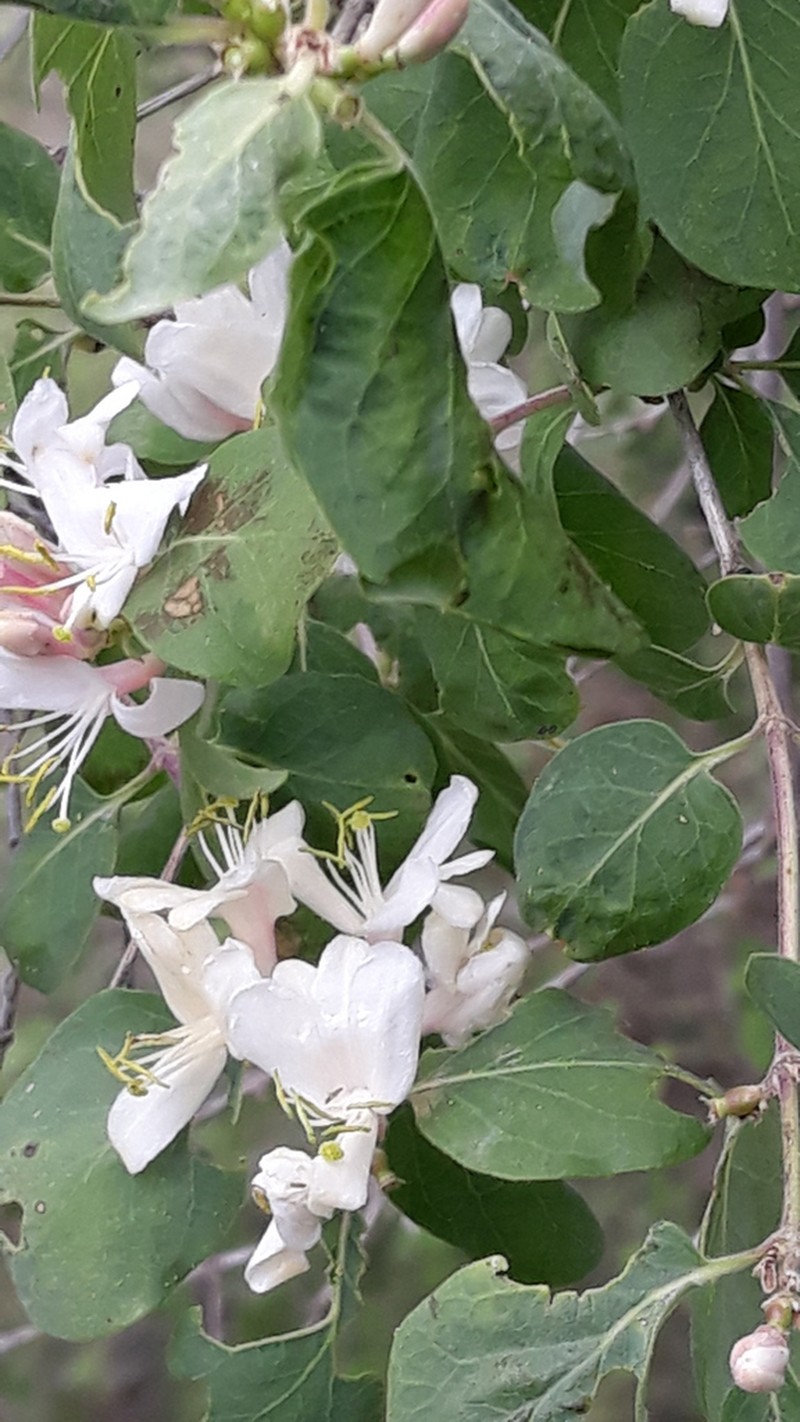 Lonicera nummulariifolia photo 6