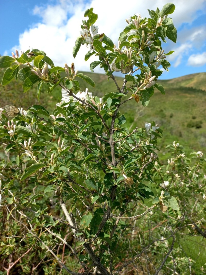 Lonicera nummulariifolia photo 7
