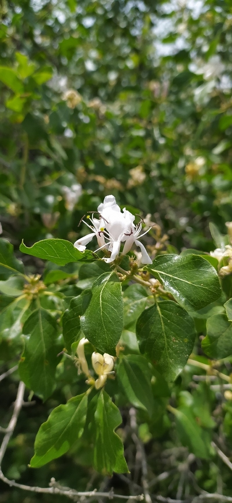 Lonicera nummulariifolia photo 8