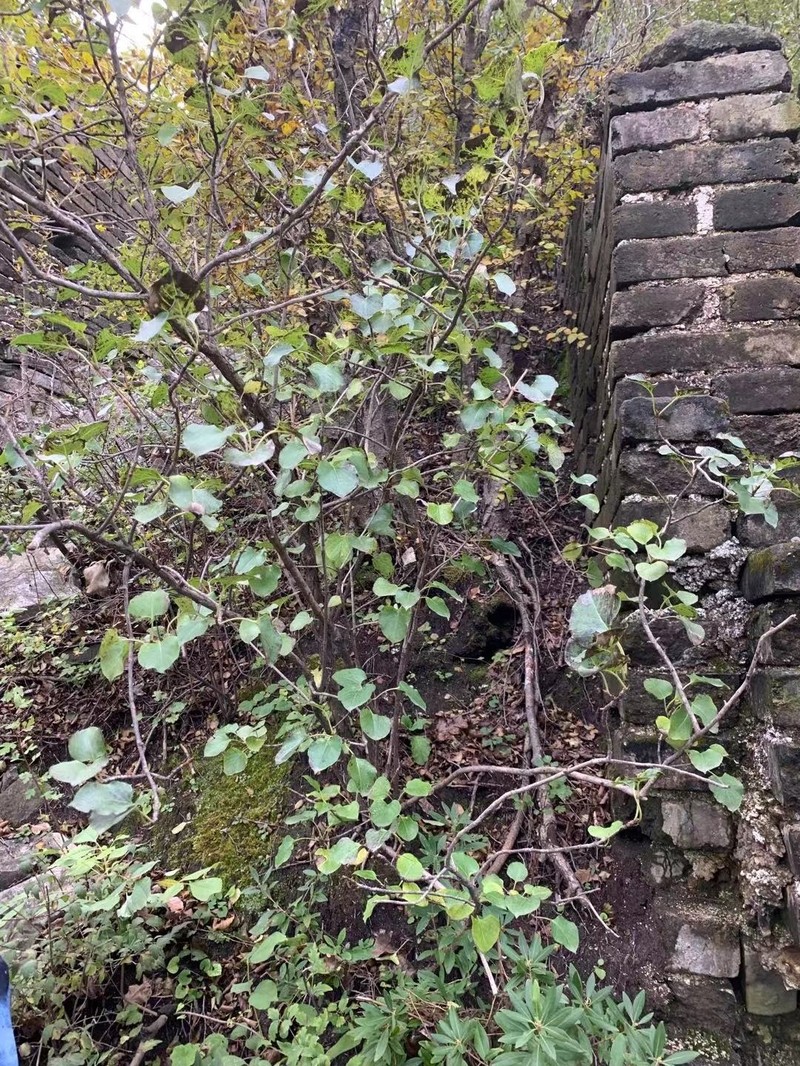 Lonicera oblata photo 3