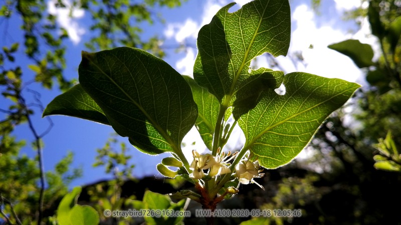 Lonicera oblata photo 4