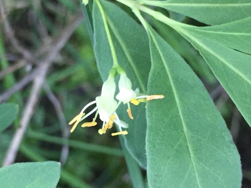 Swamp Fly Honeysuckle photo 2
