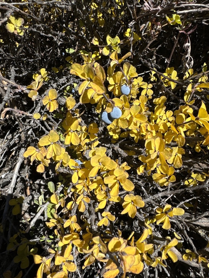 Lonicera obovata photo 2
