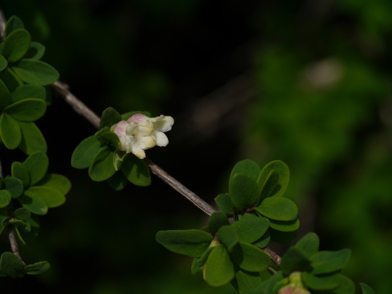 Lonicera obovata photo 3