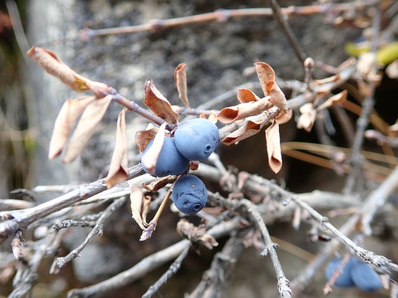 Lonicera obovata photo 4