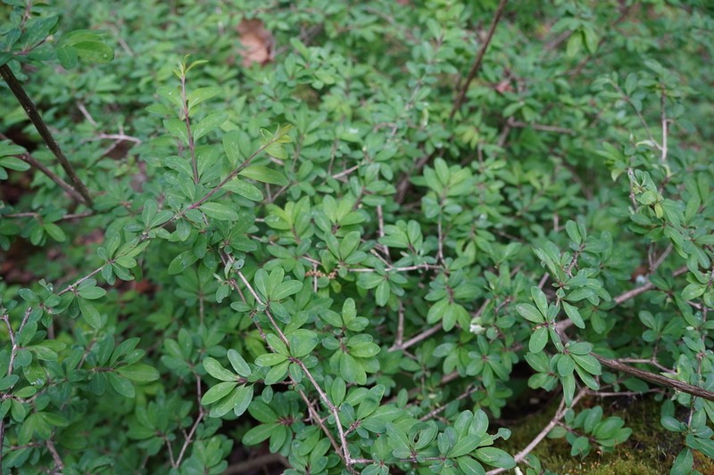 Lonicera obovata photo 5