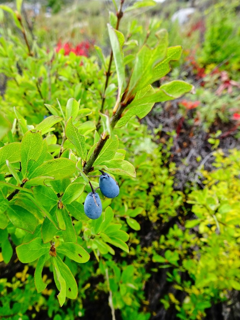 Lonicera obovata photo 6
