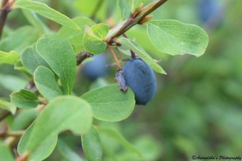 Lonicera obovata photo 7