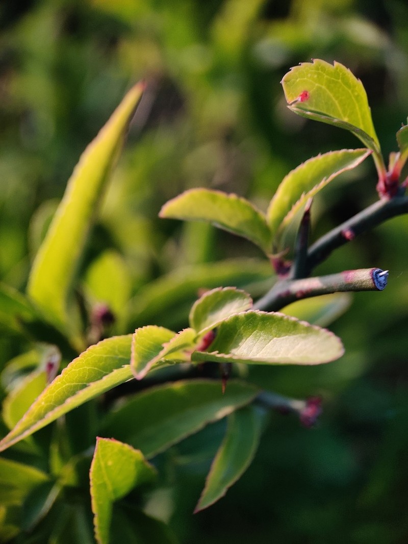 Lonicera obovata photo 8