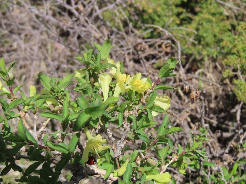 Lonicera olgae