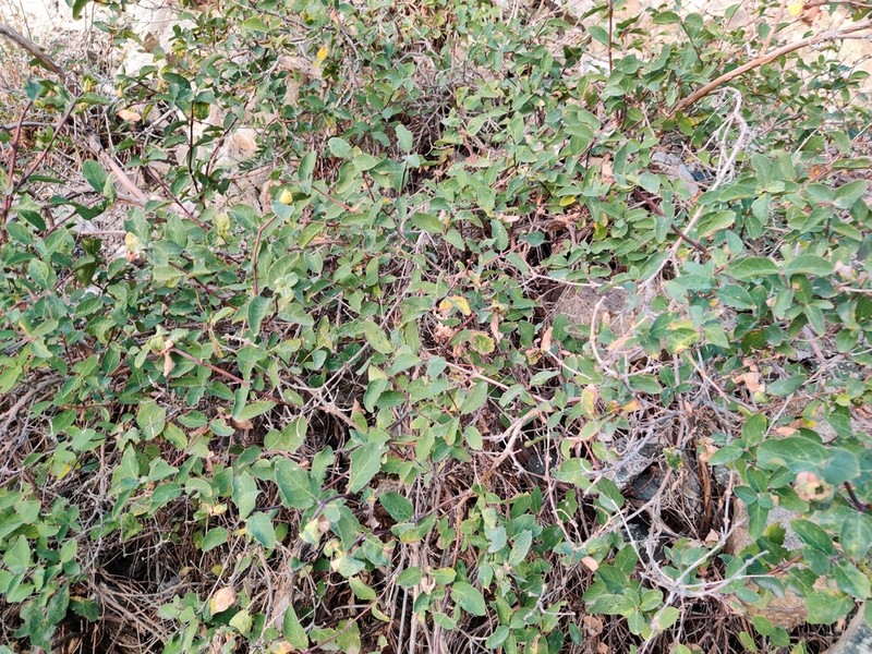 Lonicera olgae photo 2