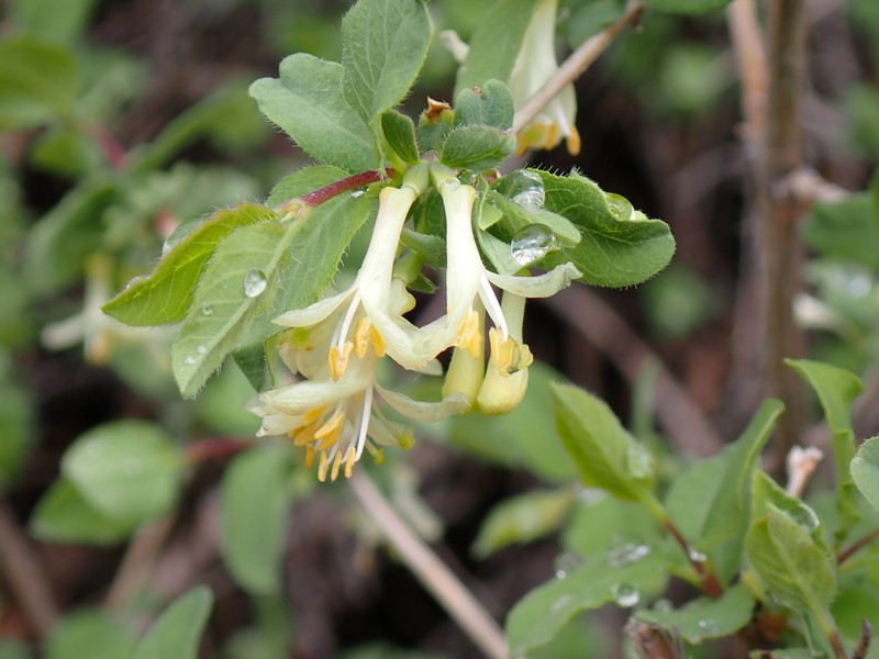 Lonicera olgae photo 3
