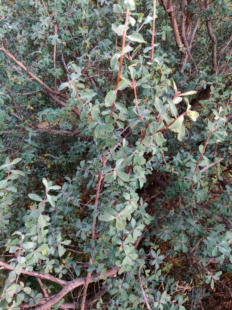 Lonicera olgae photo 4