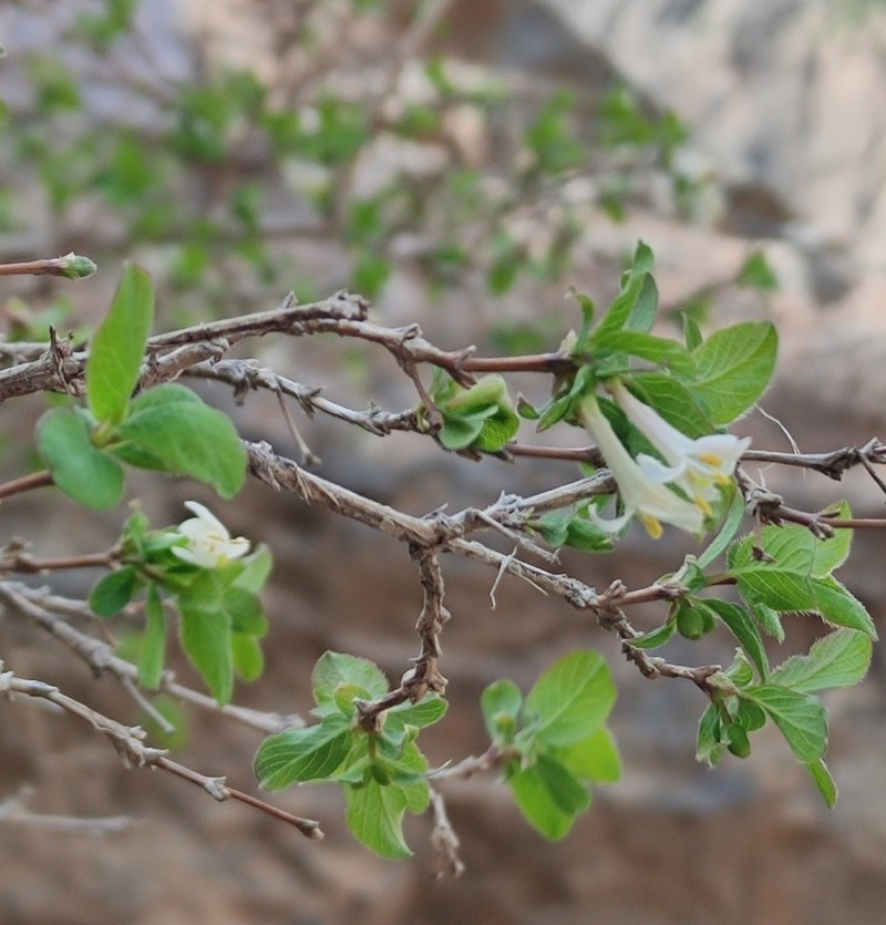 Lonicera olgae photo 5