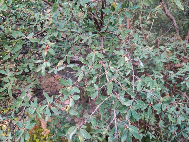 Lonicera olgae photo 6
