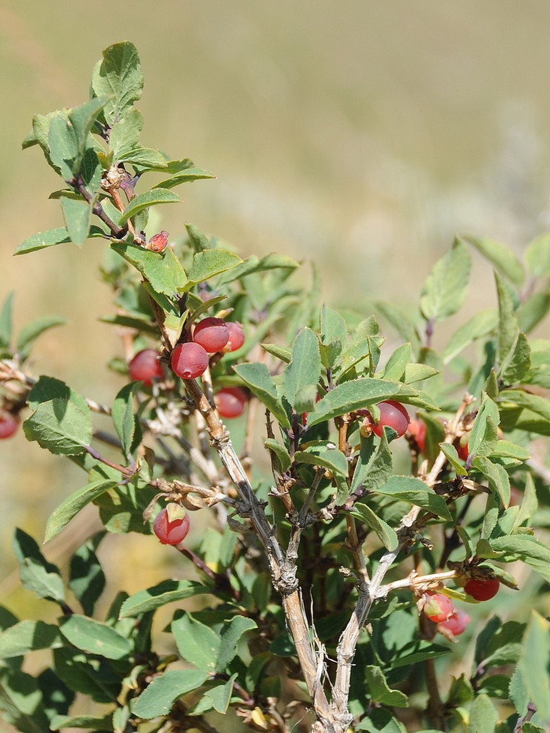 Lonicera olgae photo 7