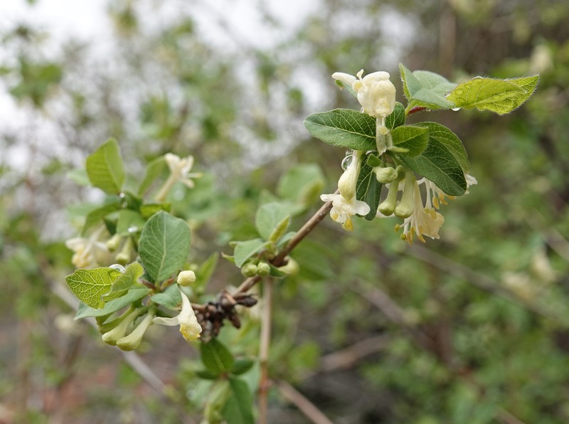 Lonicera olgae photo 8