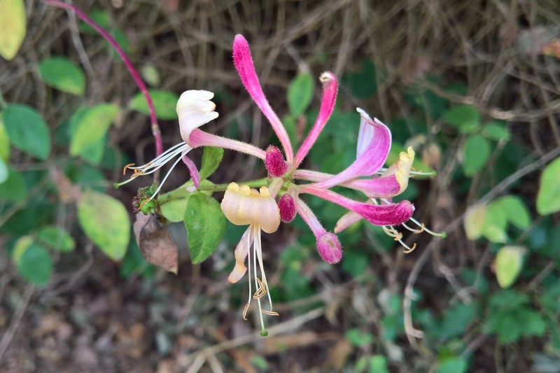 European Honeysuckle