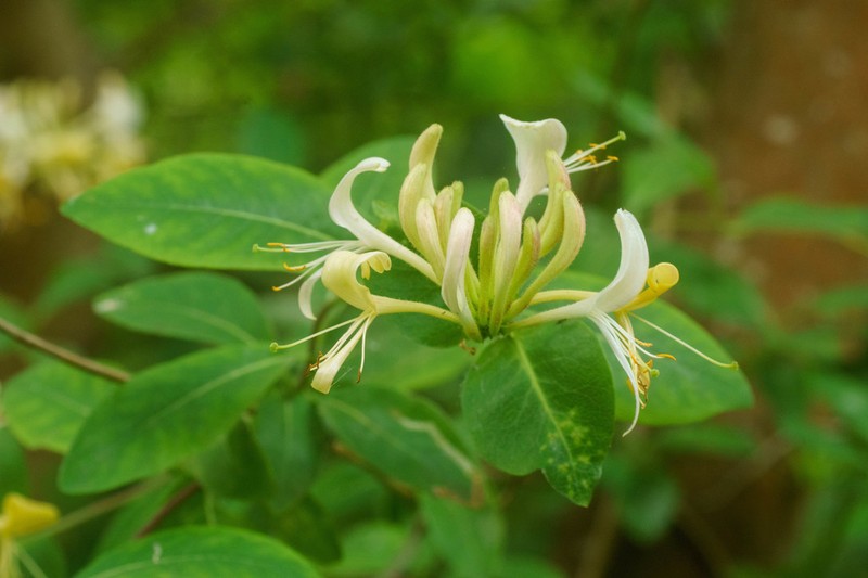 European Honeysuckle photo 2