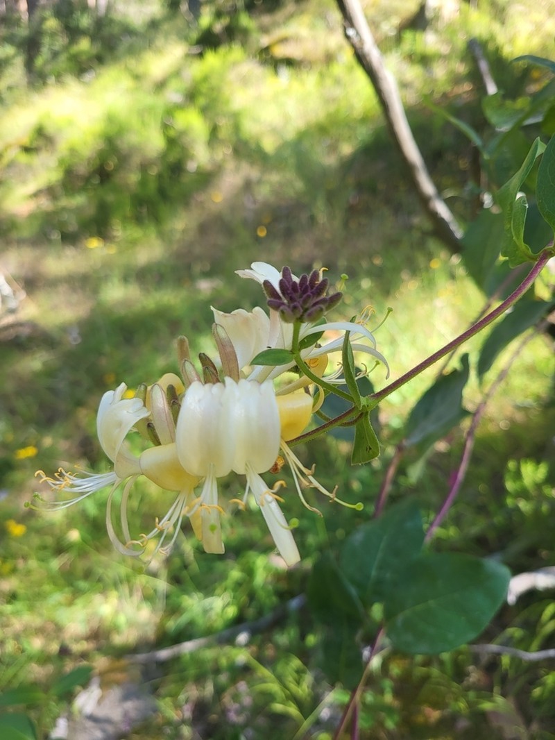 European Honeysuckle photo 3
