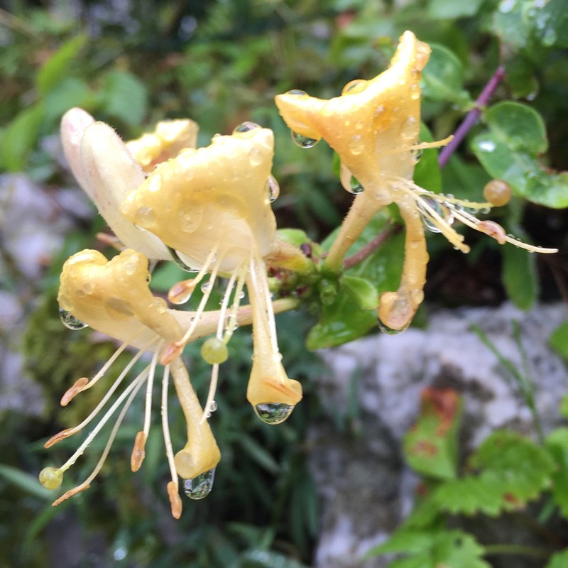 European Honeysuckle photo 4