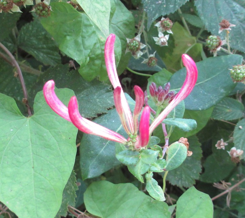 European Honeysuckle photo 5