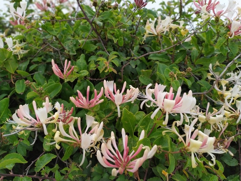 European Honeysuckle photo 7
