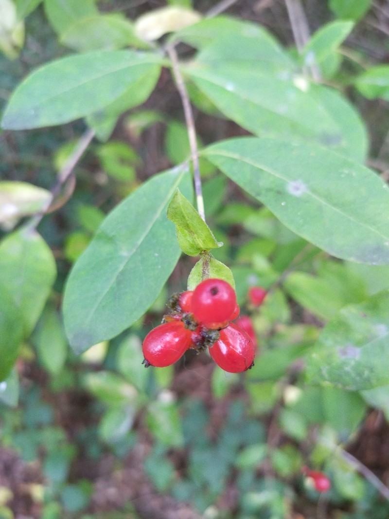 European Honeysuckle photo 8