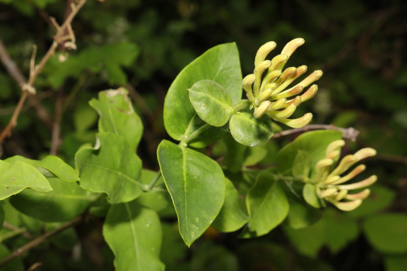 European Honeysuckle photo 4