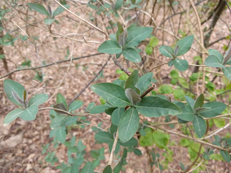 European Honeysuckle photo 2