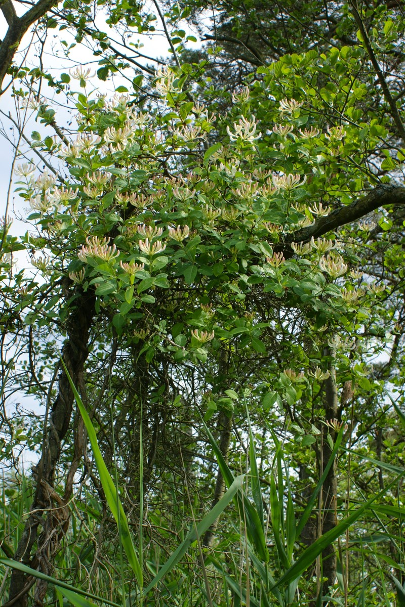 European Honeysuckle photo 3