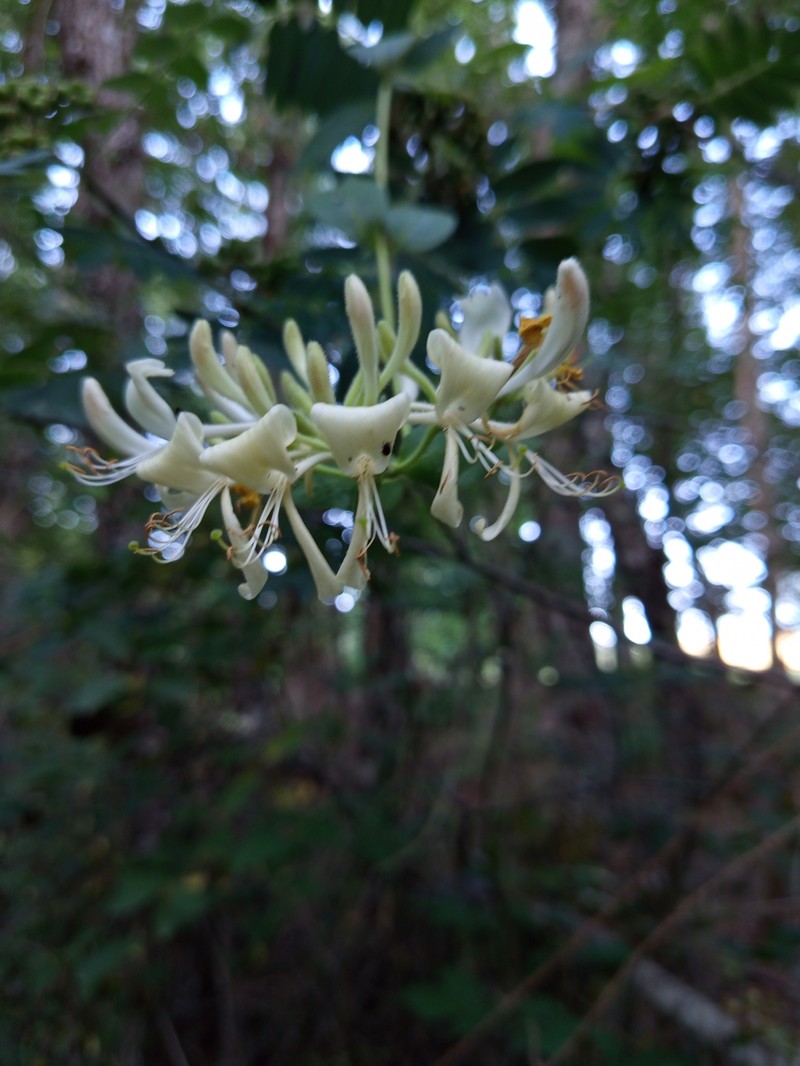 Lonicera periclymenum subsp. hispanica