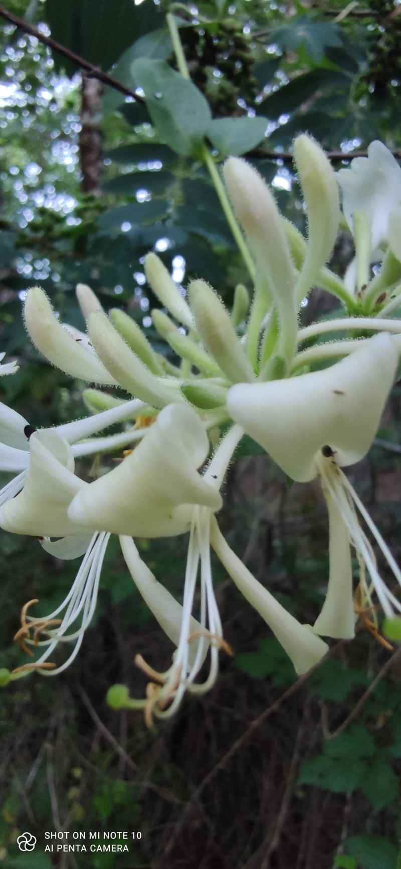 Lonicera periclymenum subsp. hispanica photo 2