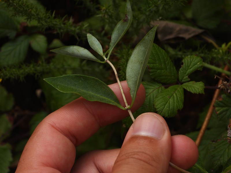 Lonicera periclymenum subsp. hispanica photo 4