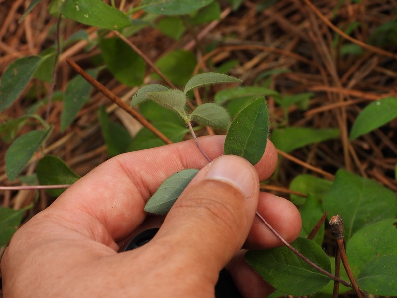 Lonicera periclymenum subsp. hispanica photo 5