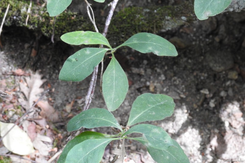 Lonicera periclymenum subsp. hispanica photo 6