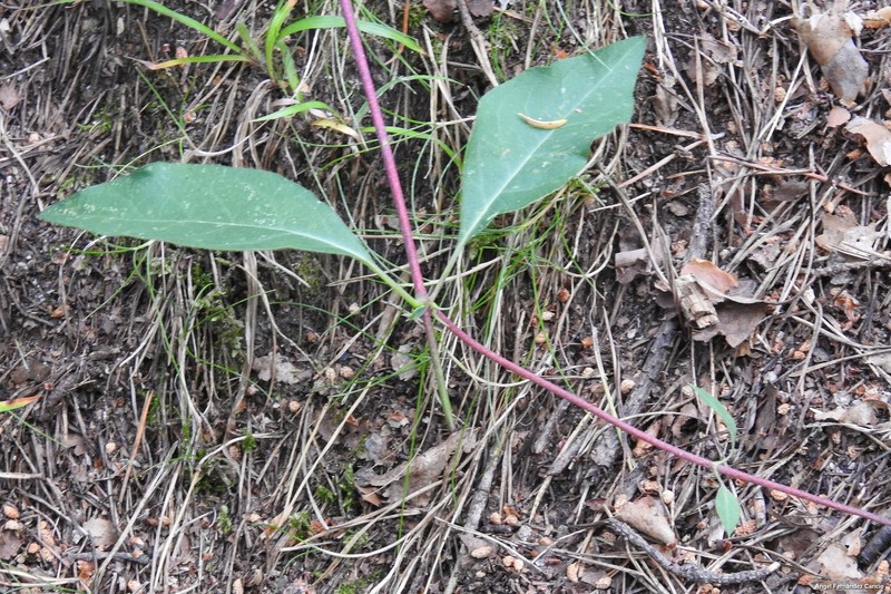 Lonicera periclymenum subsp. hispanica photo 7