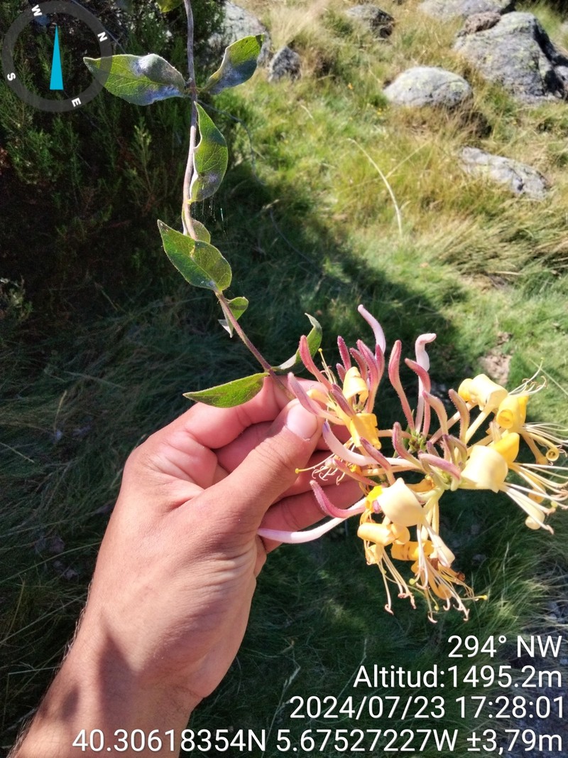 Lonicera periclymenum subsp. hispanica photo 8